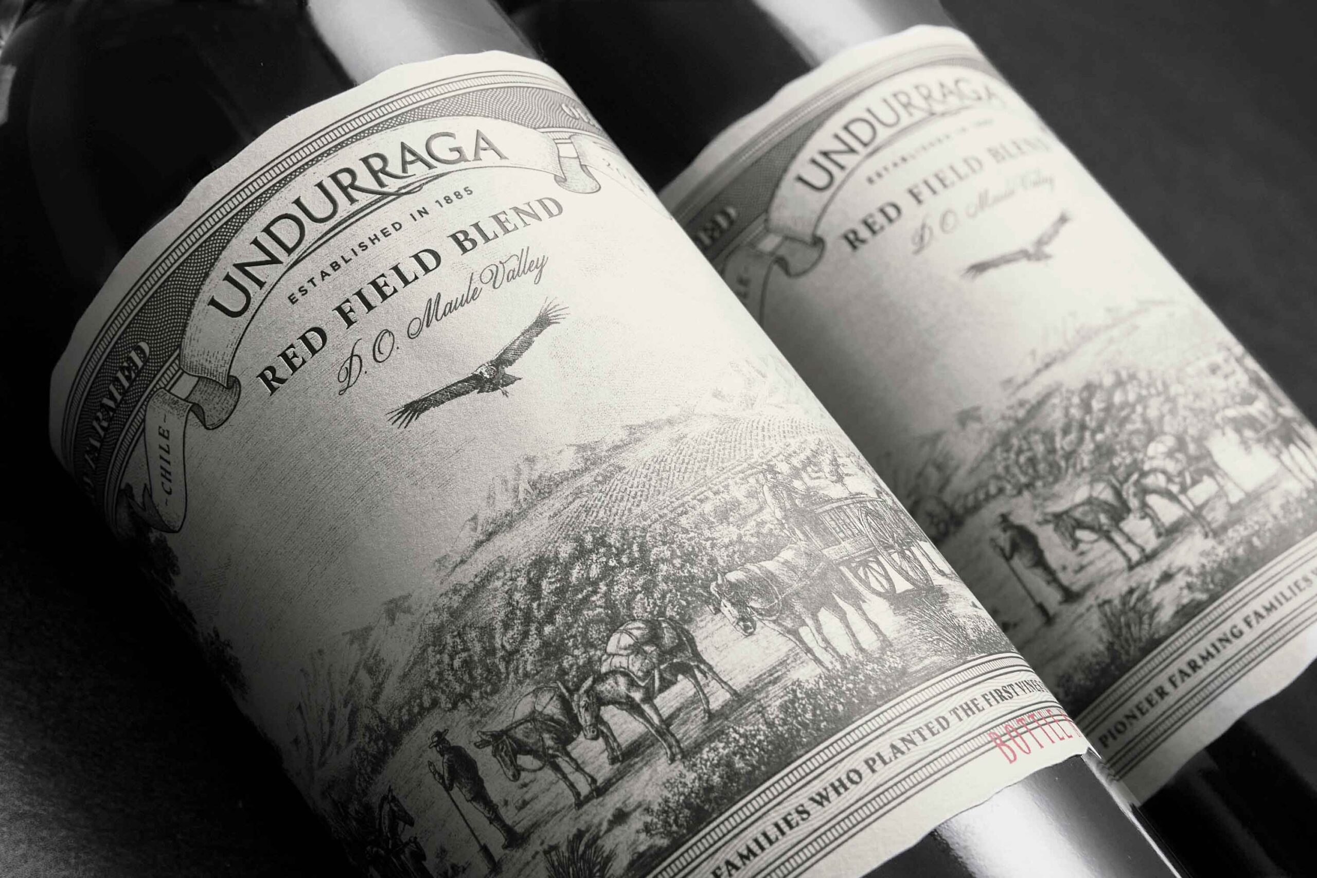 Red Field Blend wine label design for Undurraga wines in Chile illustration engraved premium